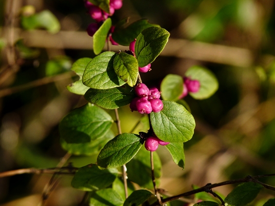 {Symphoricarpos orbiculatus}